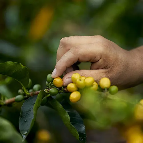 selección de café